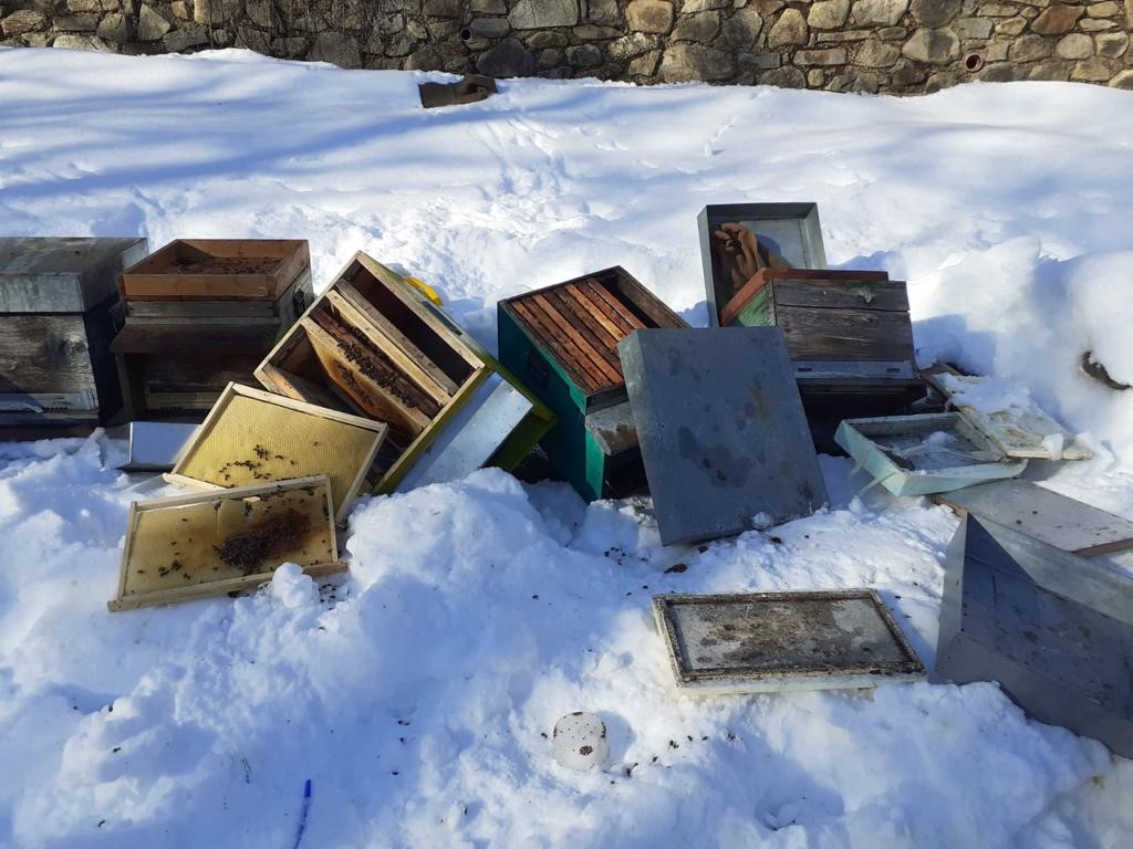 Orsi: una minaccia per gli apicoltori