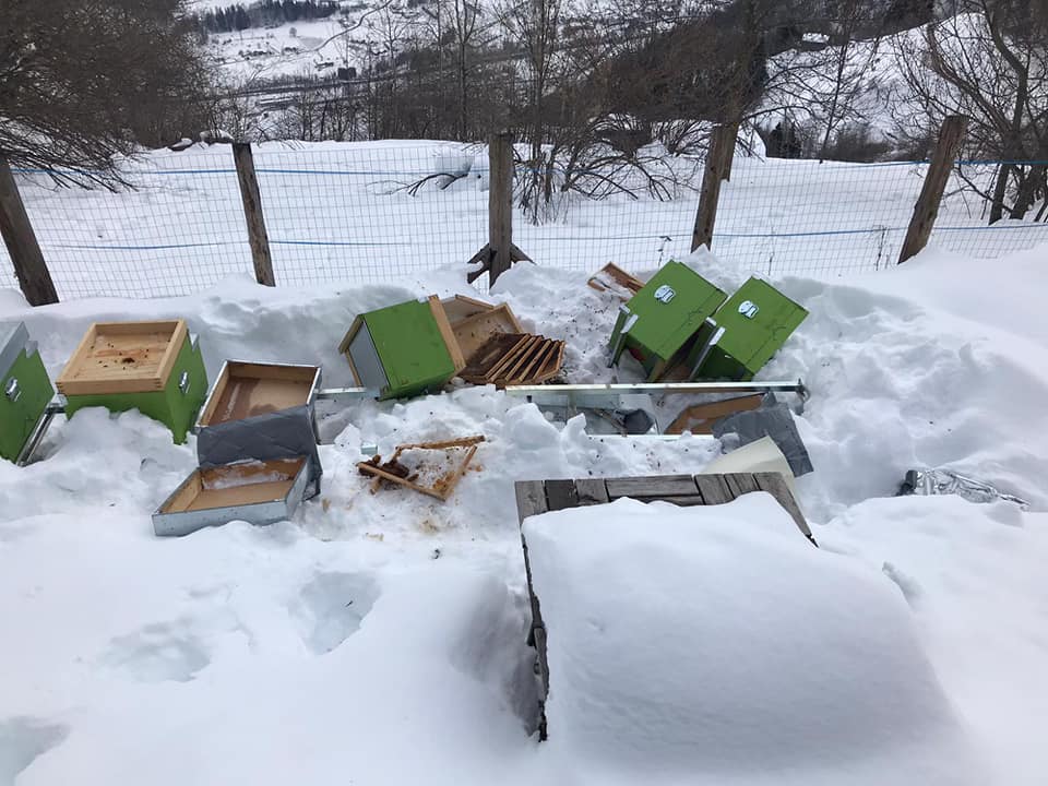 Orso: serve una soluzione urgente