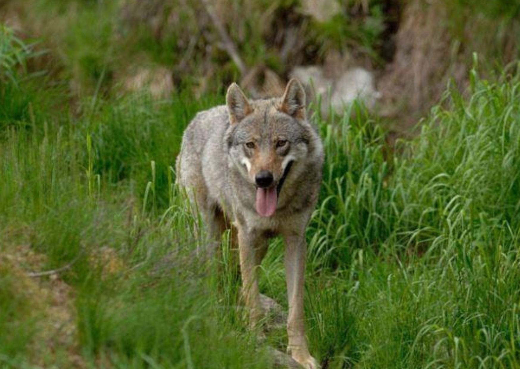 Ancora un lupo investito: la carcassa ritrovata lungo la ferrovia a San Michele