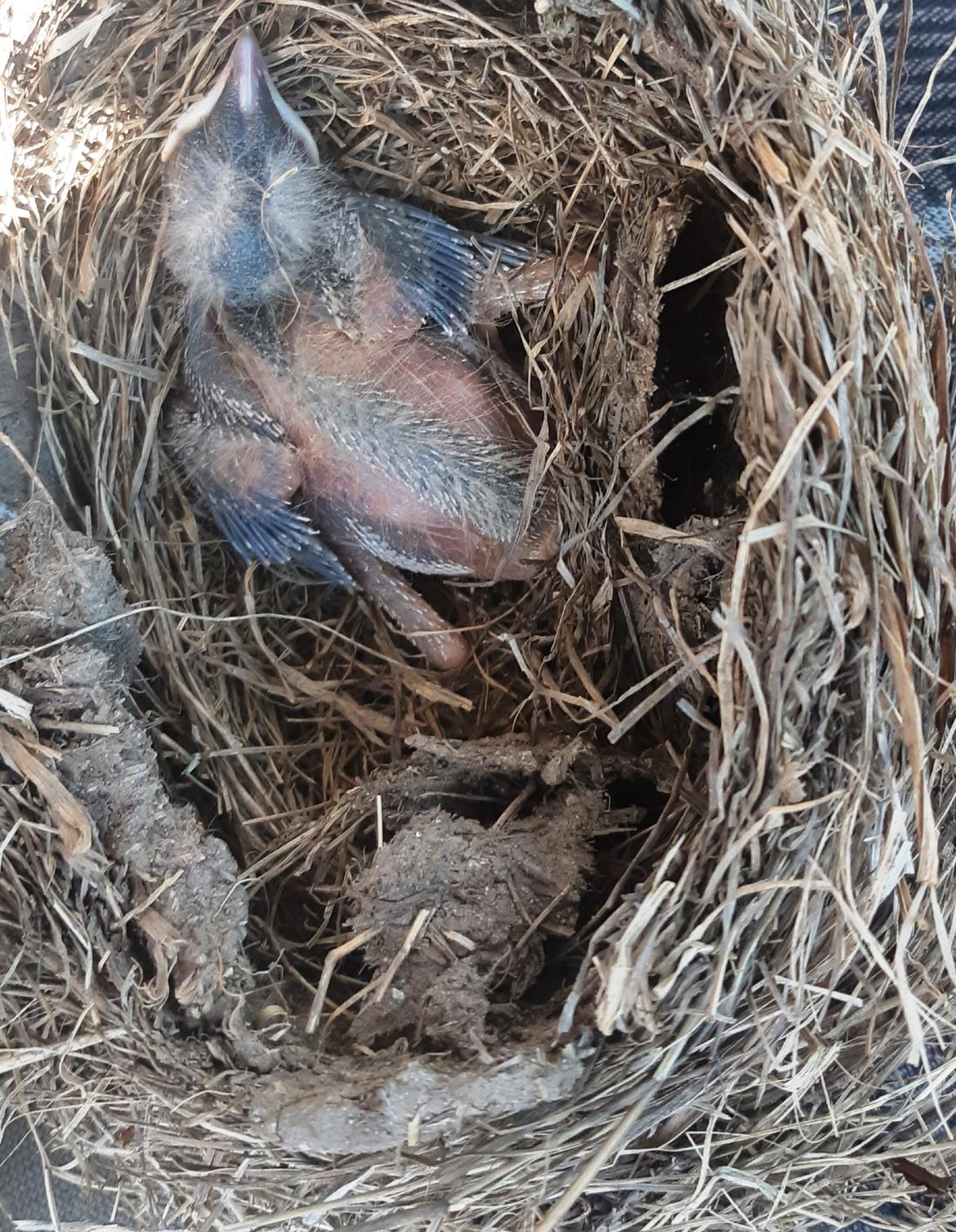 Furti di nidi: due denunciati a Ossana