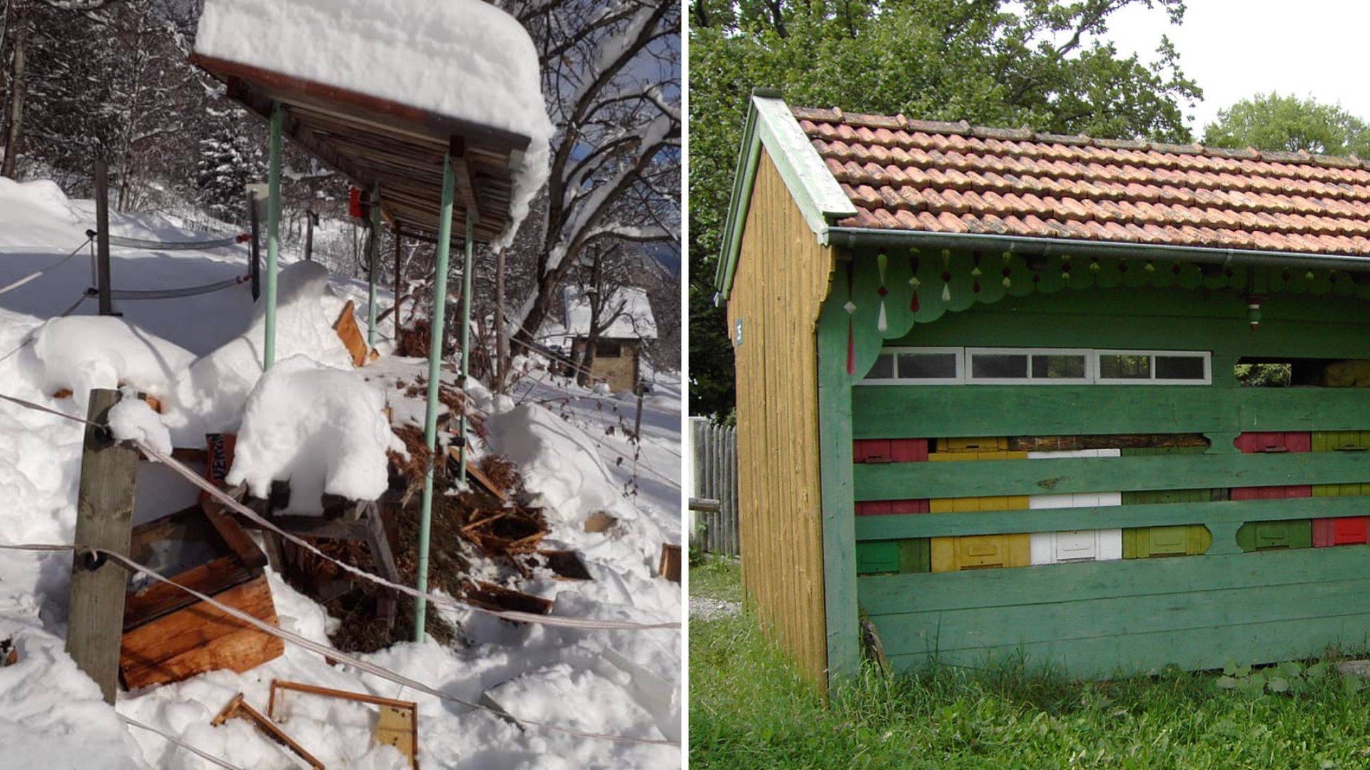 La proposta: apiari blindati anti orso per proteggere le api. La Provincia promette un intervento