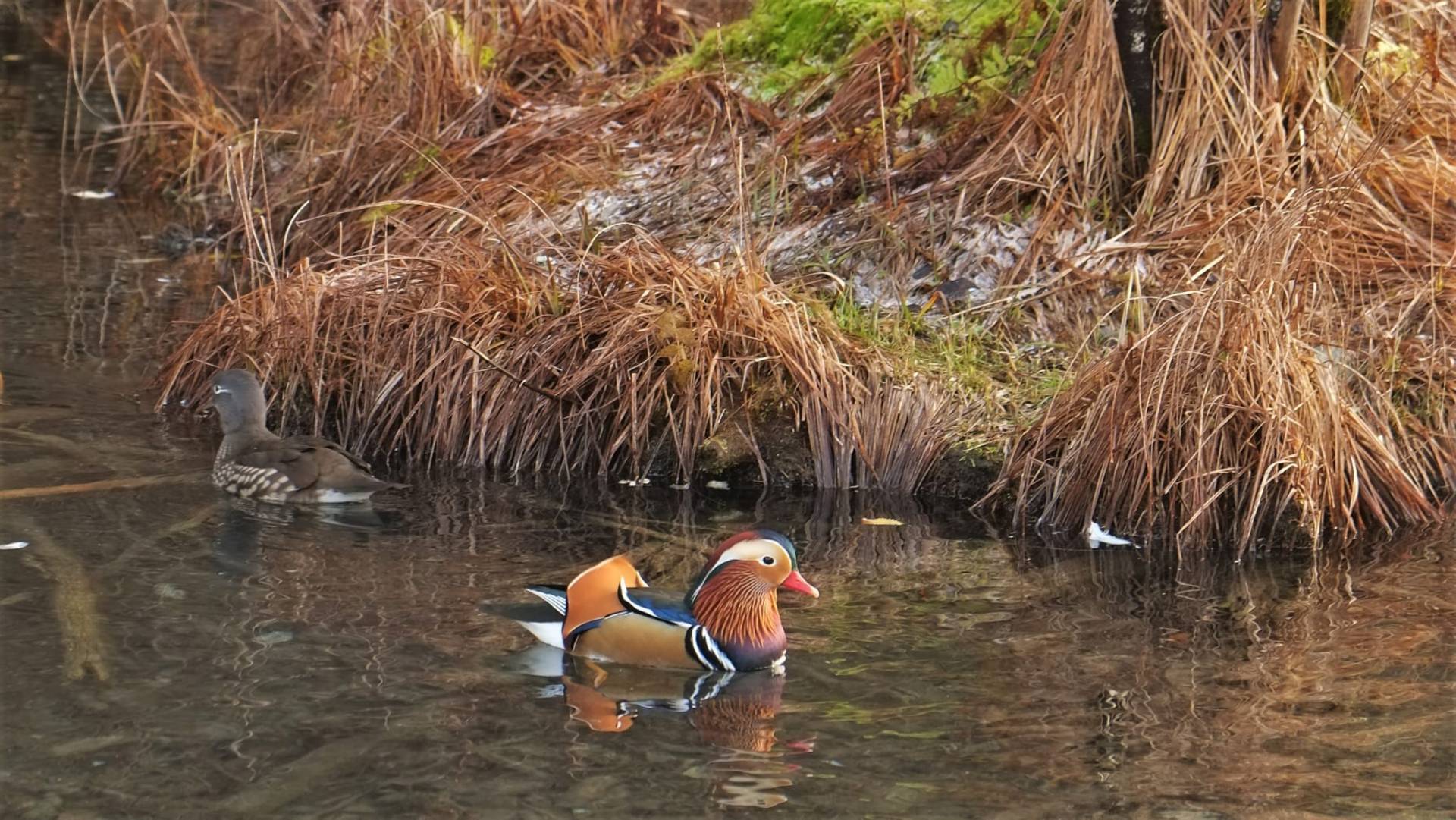 Anatra mandarina, la parola all'esperto