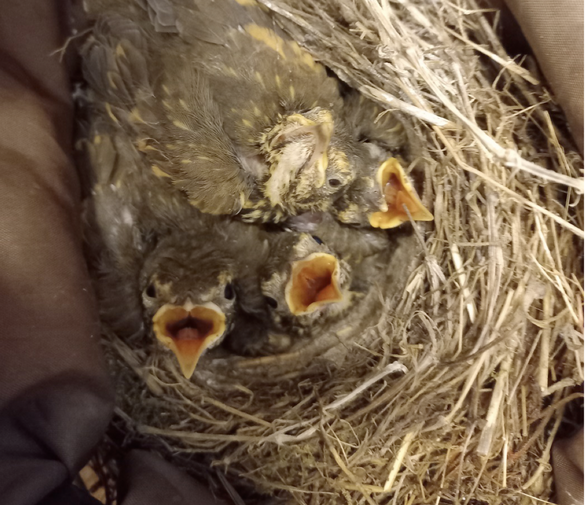 "Rapiscono" tordi dal nido nei campi della Val di Non: due denunce