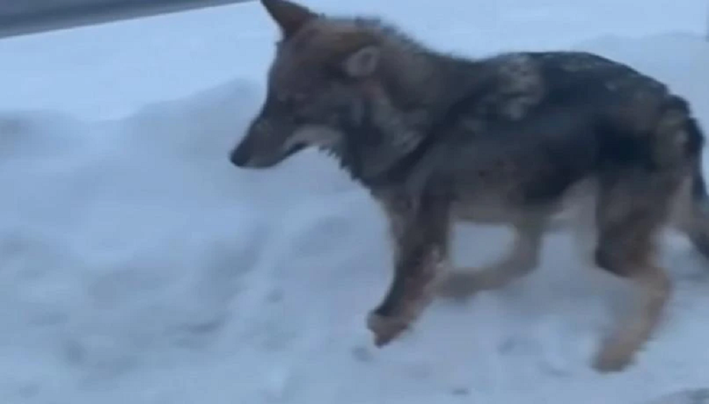 Lupo in Val di Rabbi: chi gli ha amputato la zampa?