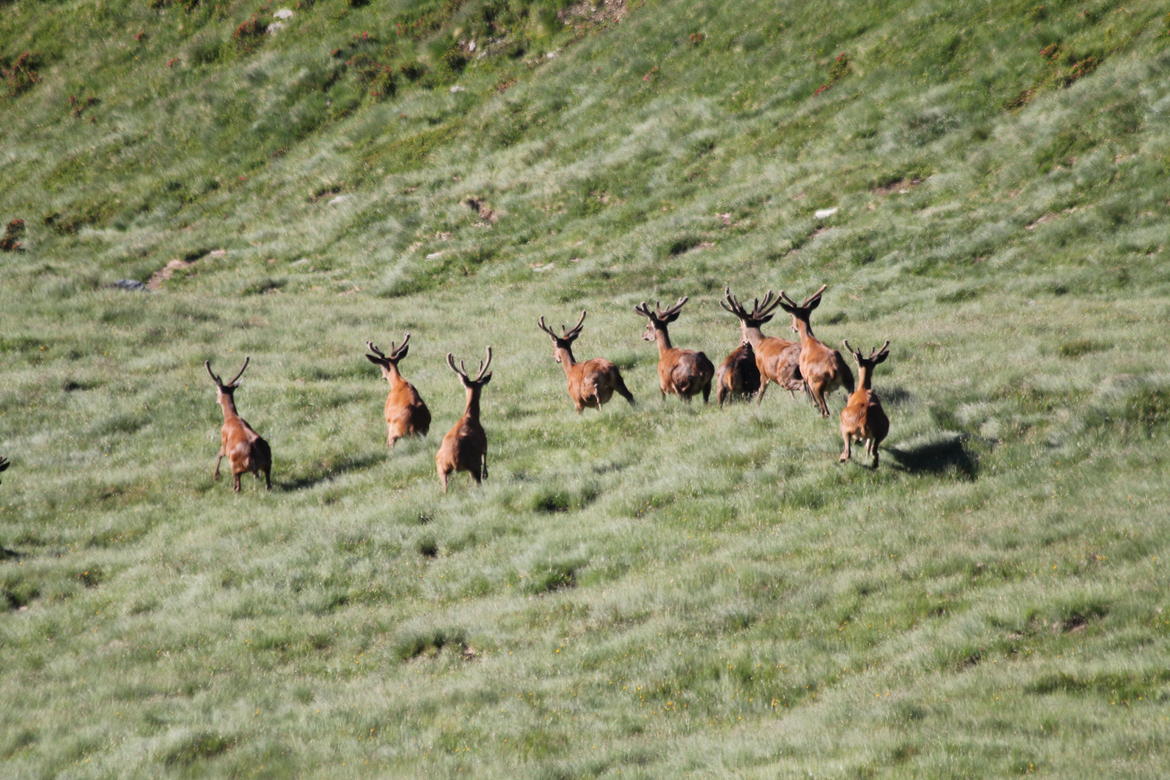 Progetto cervo al via