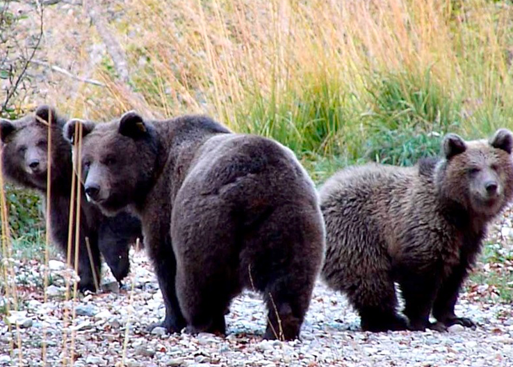 I grandi carnivori e noi: la sfida della coesistenza