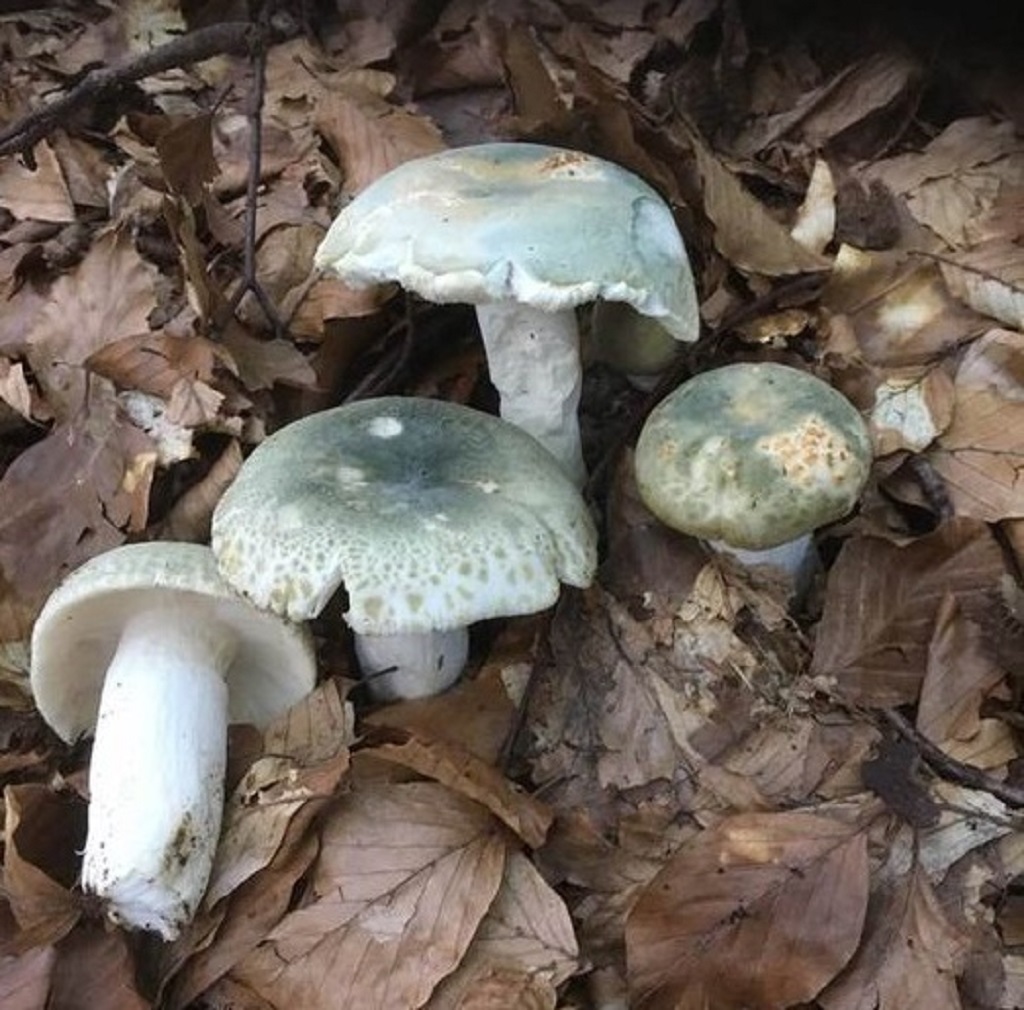 Funghi da premio al rifugio Peller