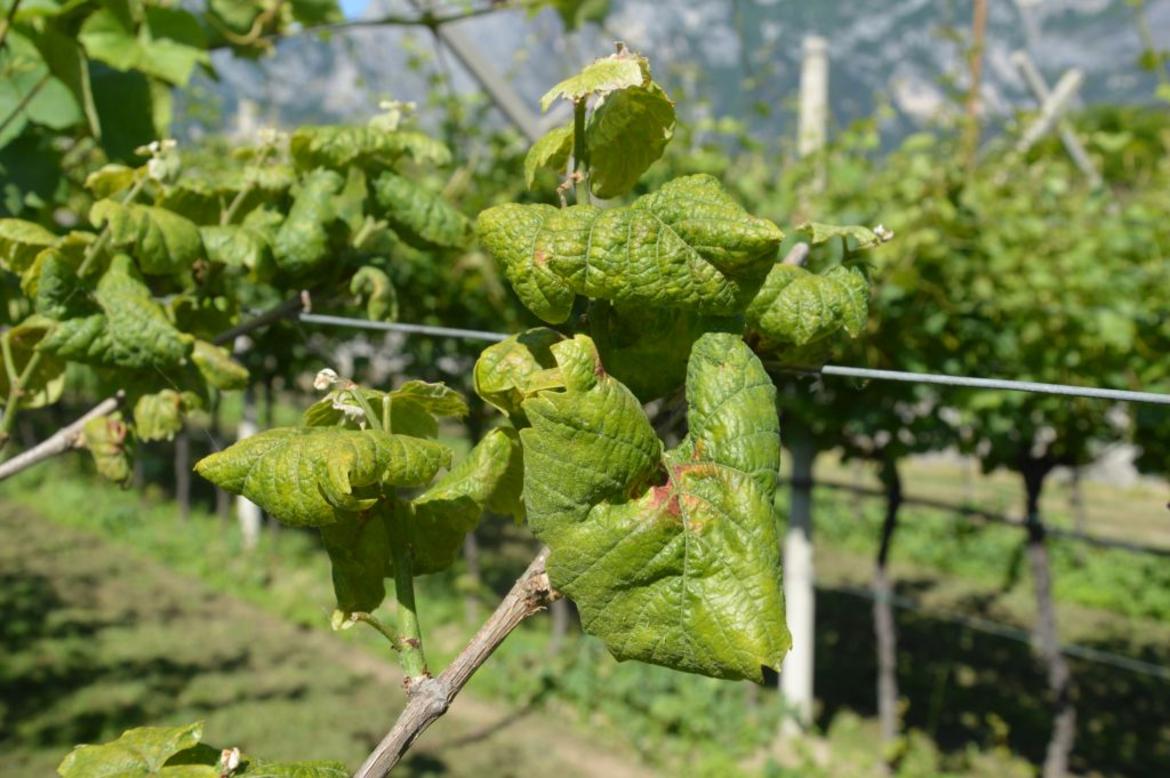 Flavescenza dorata della vite, indennizzi per 1 milione di euro