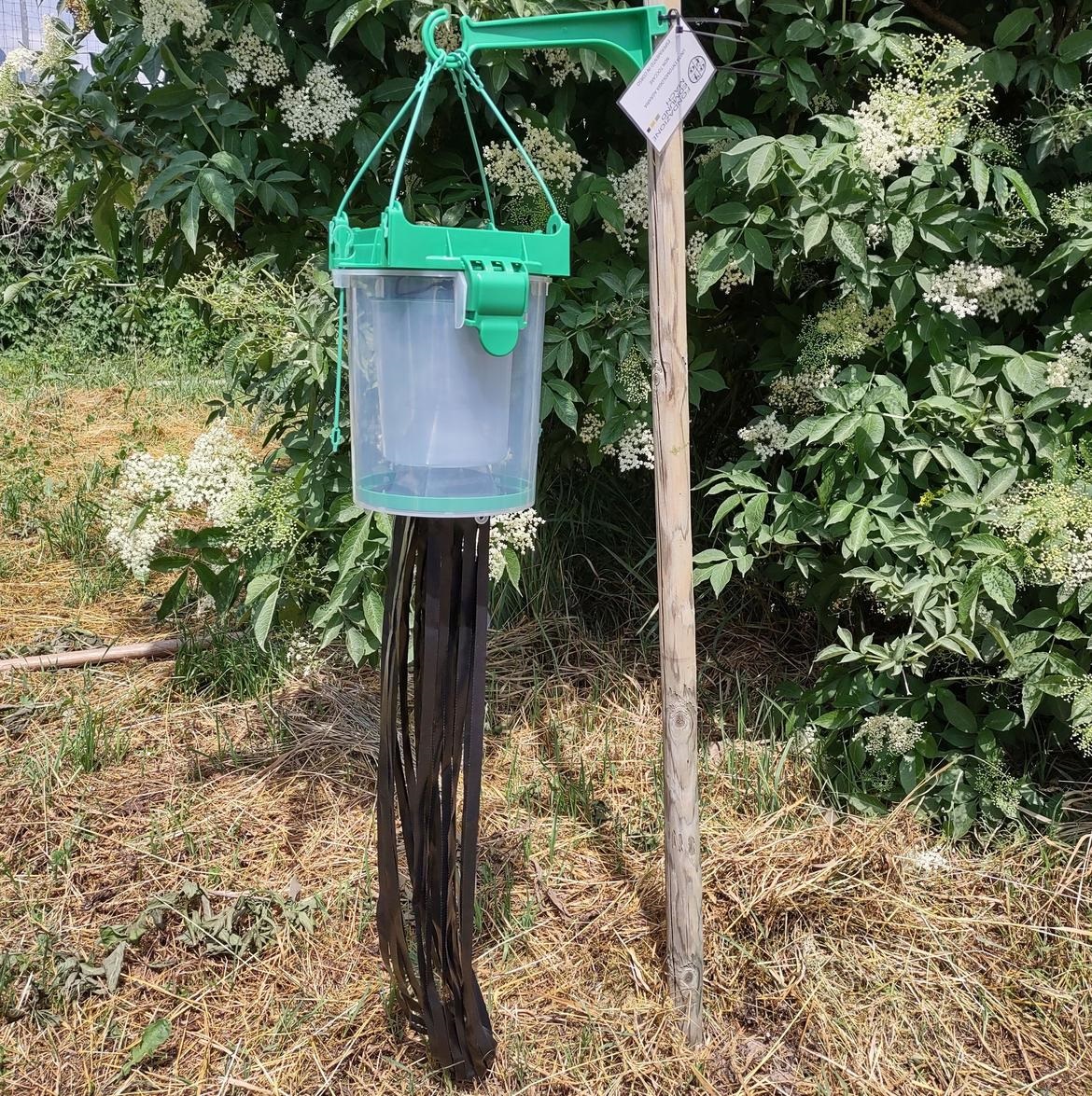 Premiata la trappola vibrazionale sviluppata da FEM contro la cimice asiatica