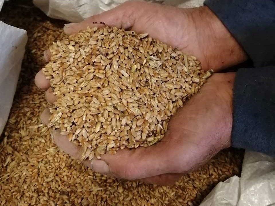 Coldiretti: «Con la guerra in Ucraina, manca un quarto del grano mondiale»