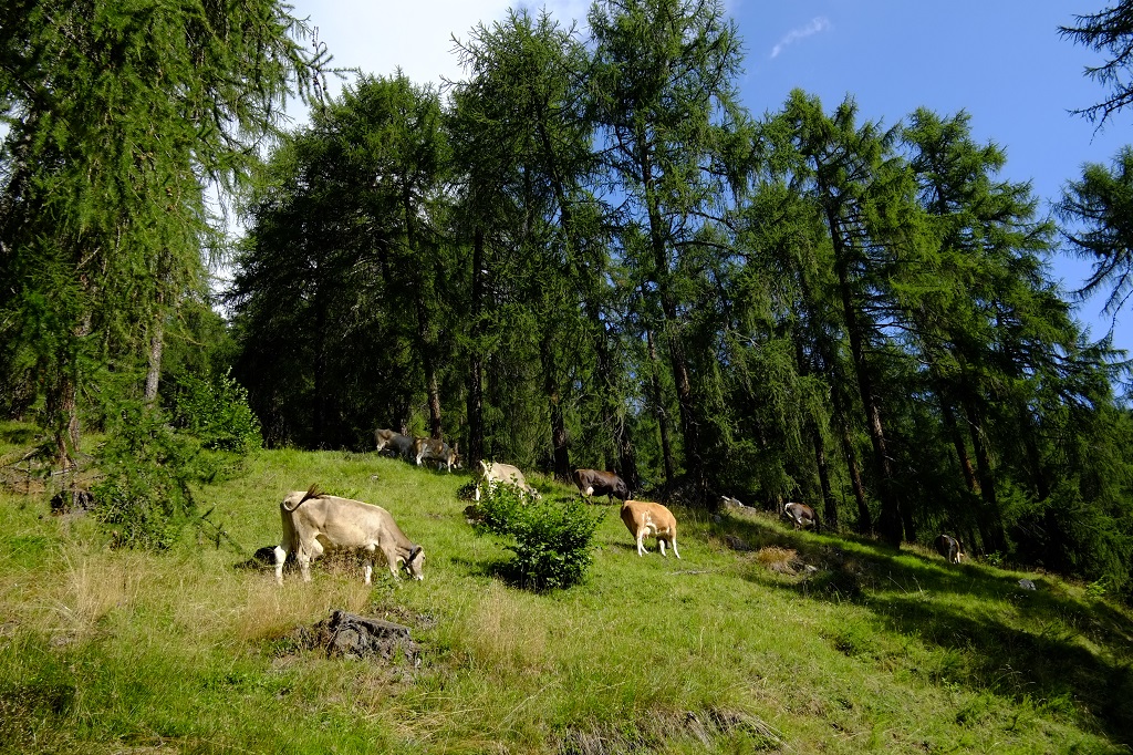 Arriva la 13Â° edizione di "Formai dal mont"