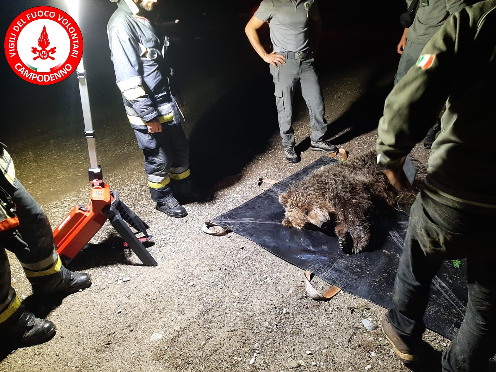 Orsetto investito da un"auto