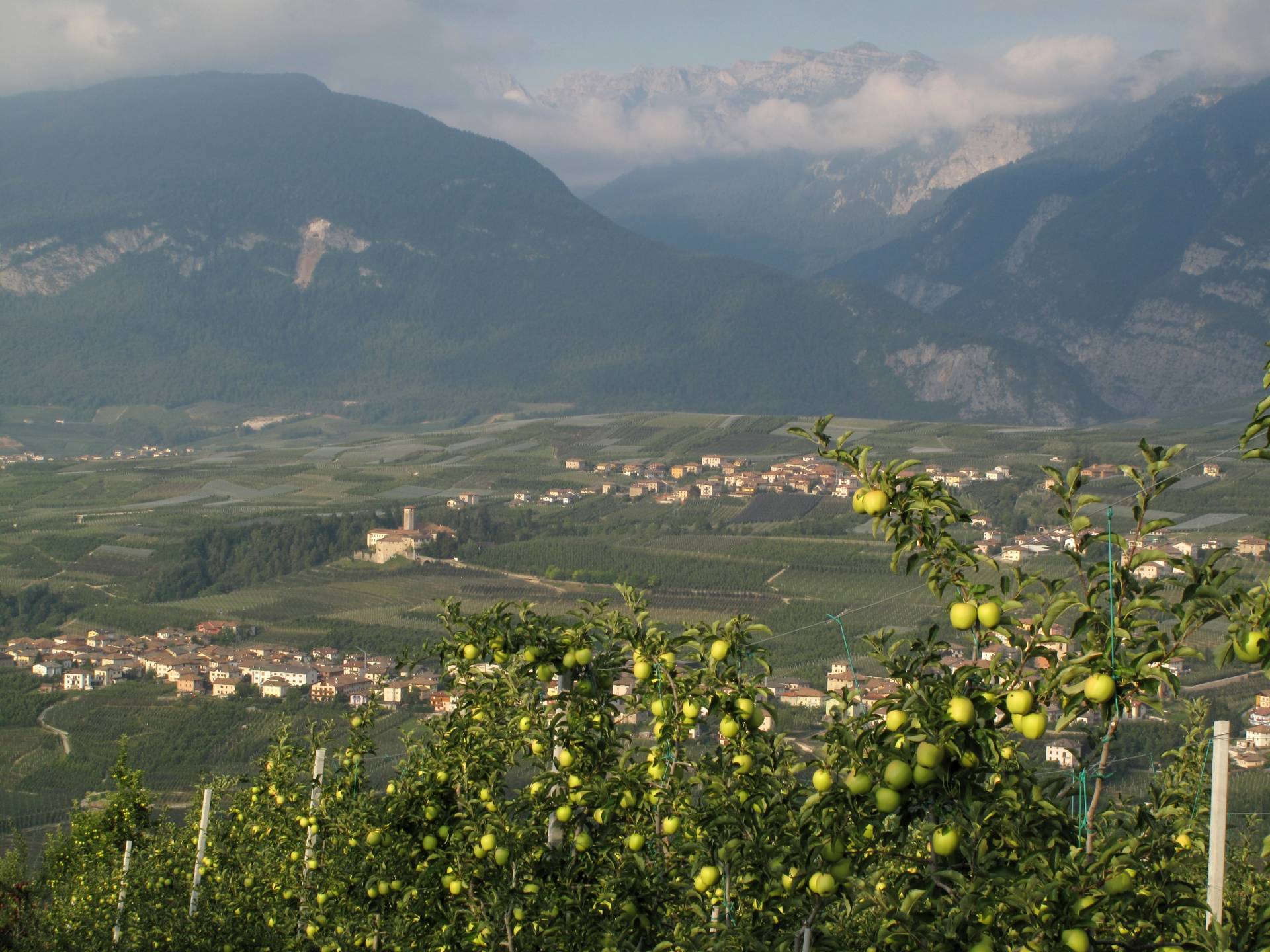 Fermati con 170 kg di mele nell'auto 