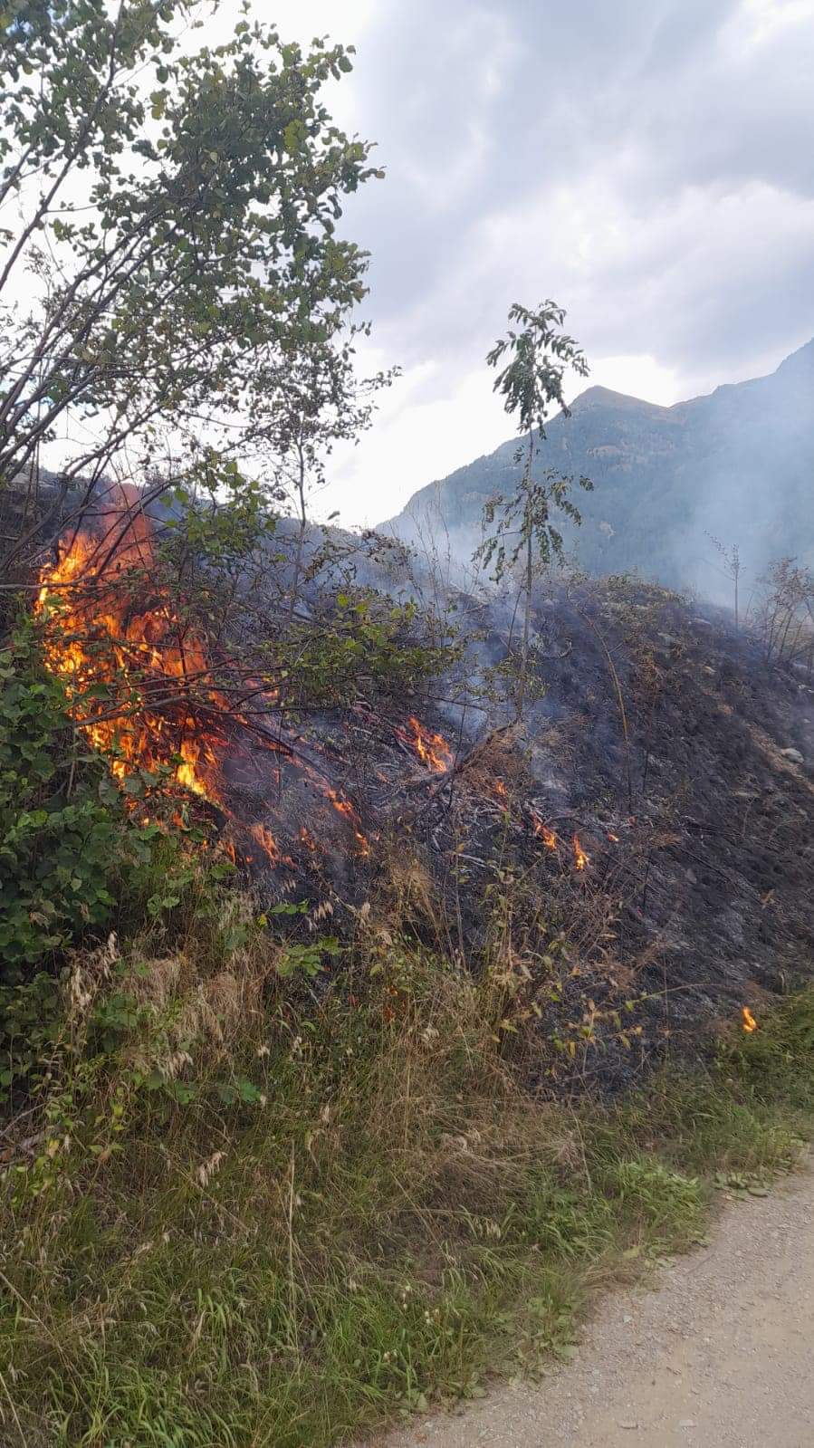 Comasine, incendio boschivo