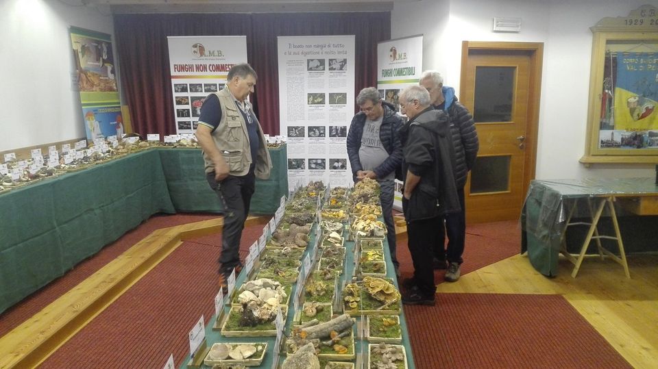 Funghi in mostra a Cogolo