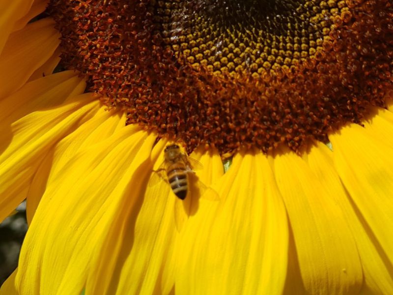 Sfruz amico delle api