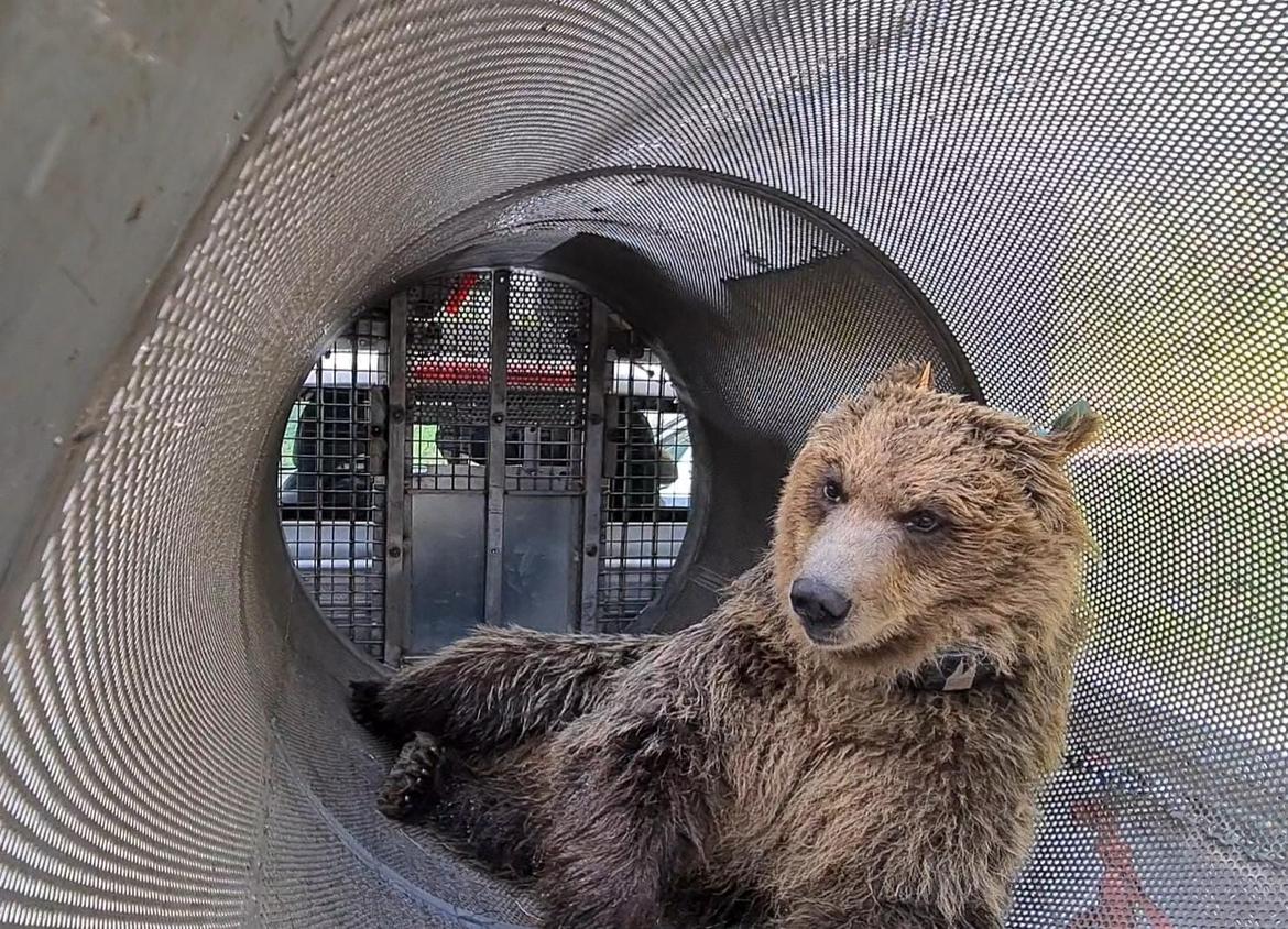 Ritorno in natura per l"orso investito in Bassa Val di Non