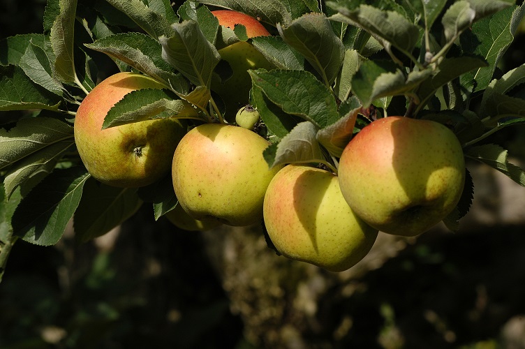 Assomela, nel 2030 un calo del 30% per la produzione di mele italiane
