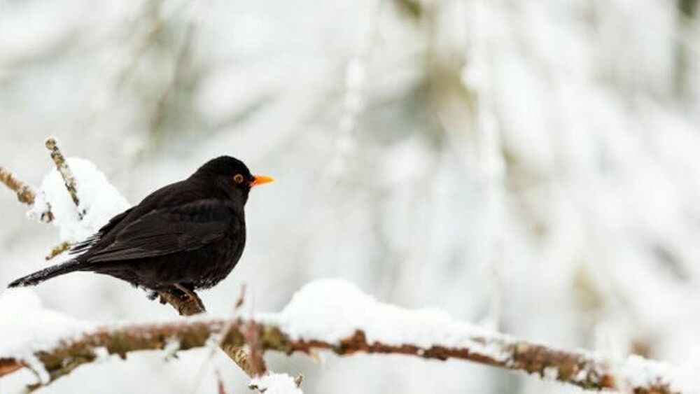 Dai giorni della merla alla Candel&ograve;ra