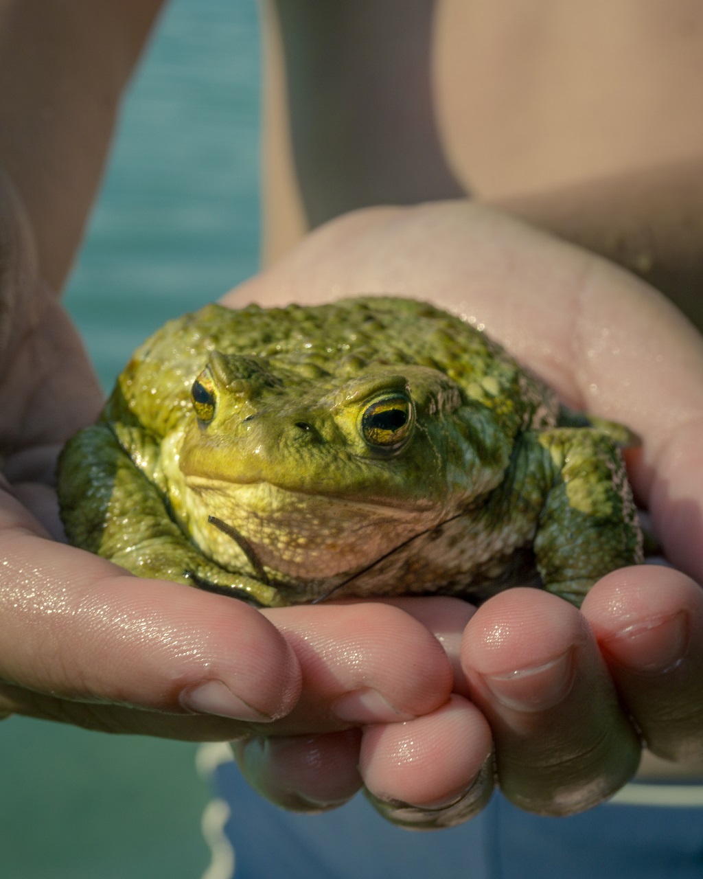 A Dardine: le rane (10)