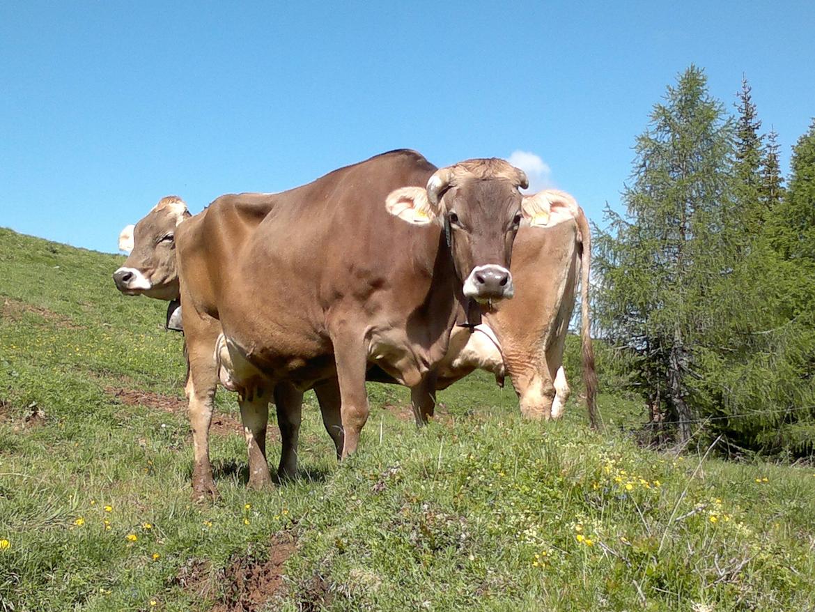 Emergenza siccit&agrave; , la "desmalgada" anticipata non far&agrave;  perdere il premio pascolo agli allevatori