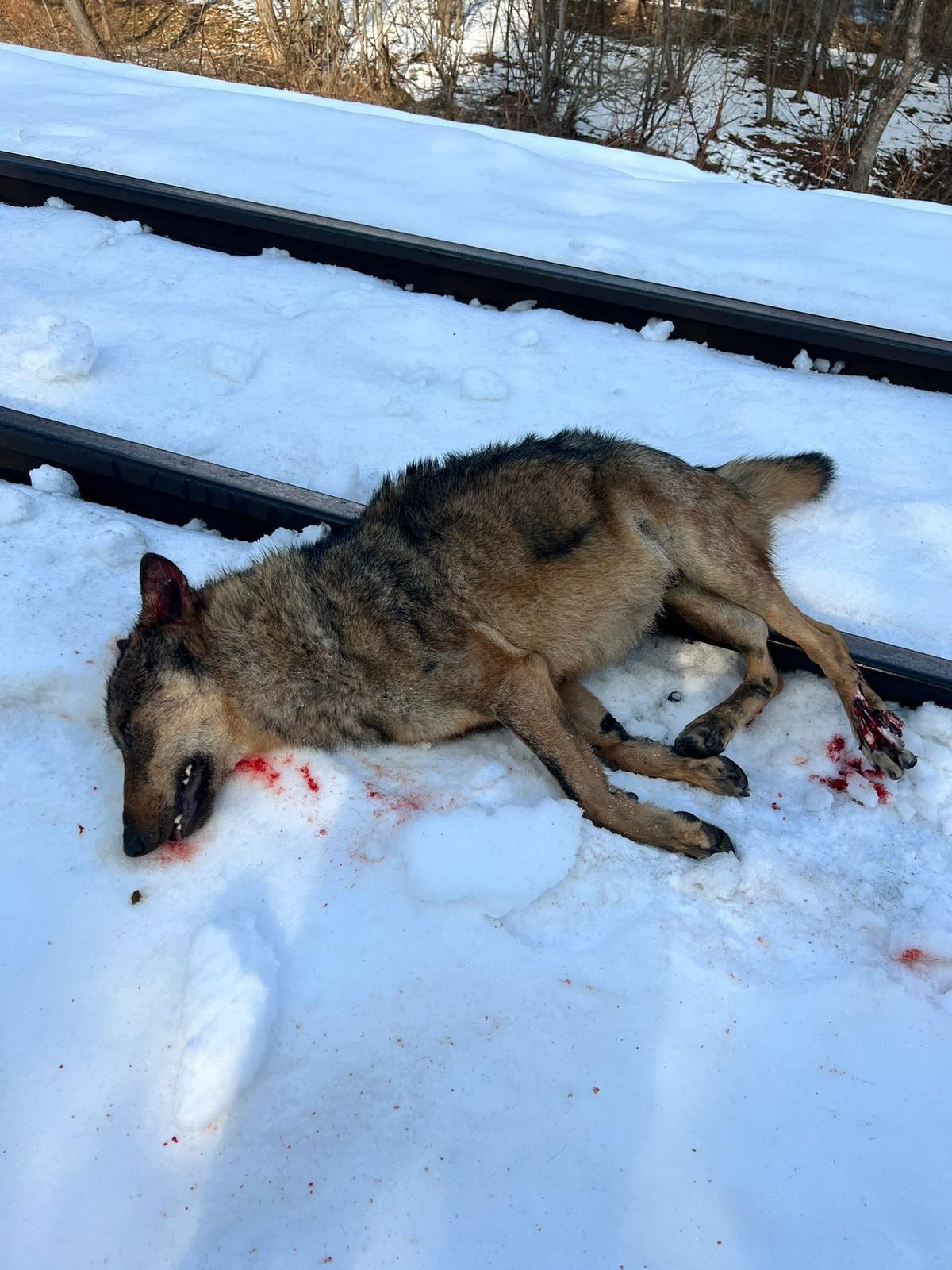 Lupo investito dal treno in Val di Sole