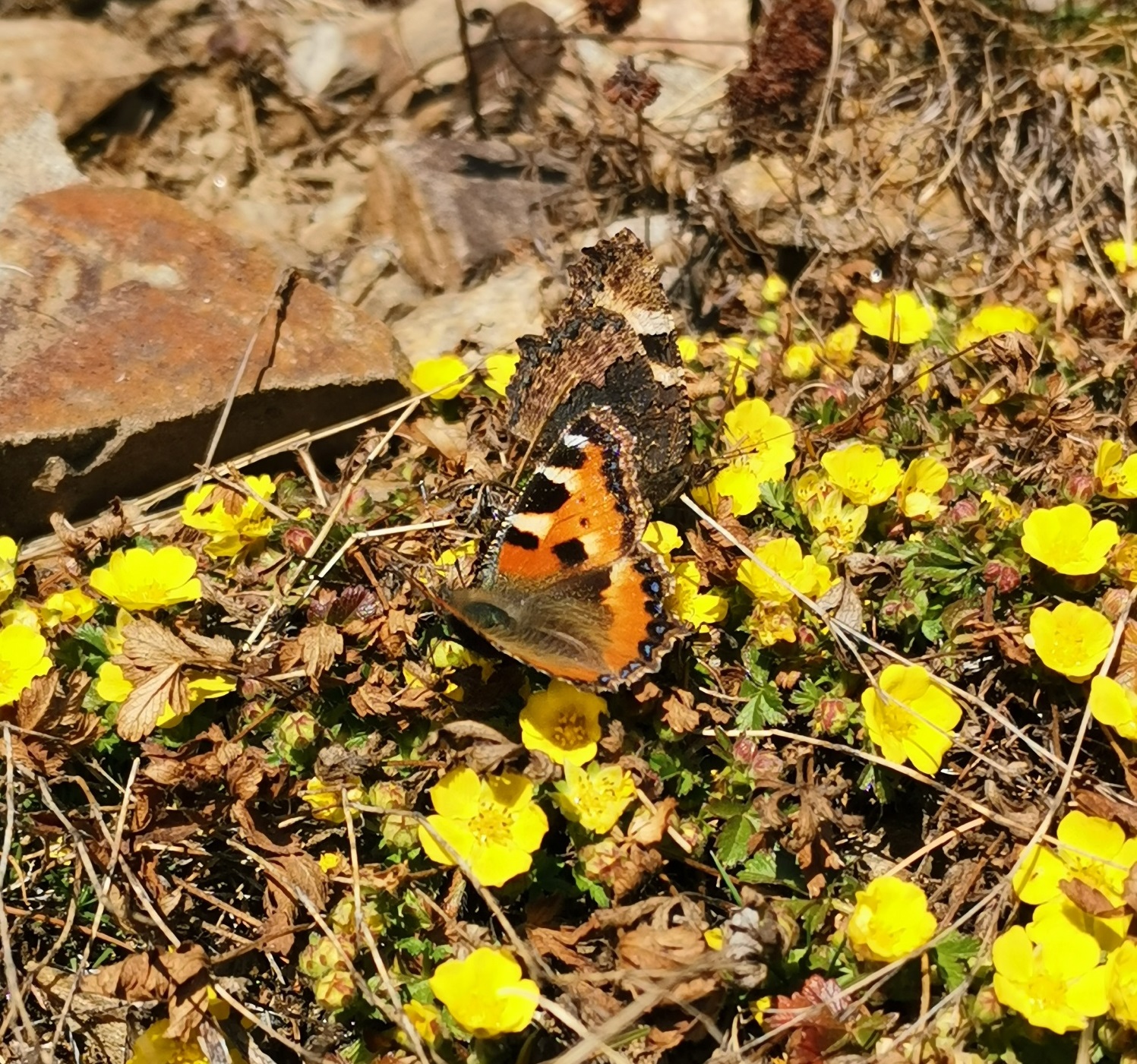 Interventi su biodiversit&agrave;  e connettivit&agrave;  ecologica, pi&ugrave; tempo per le domande di contributo