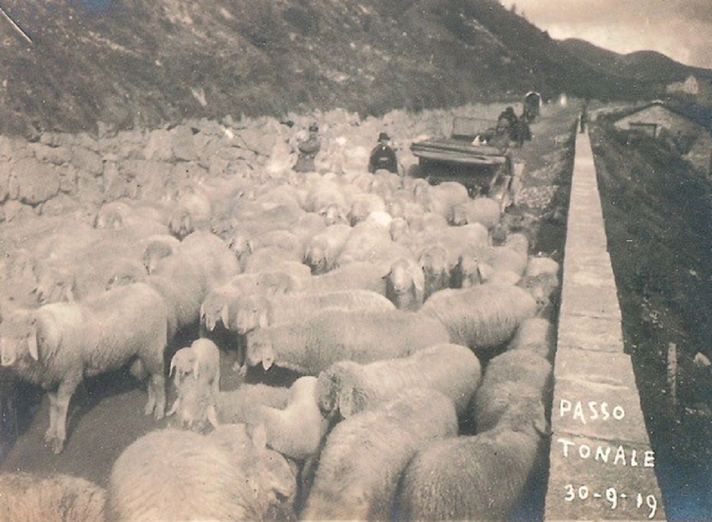 Un libro racconta la pastorizia nelle Alpi