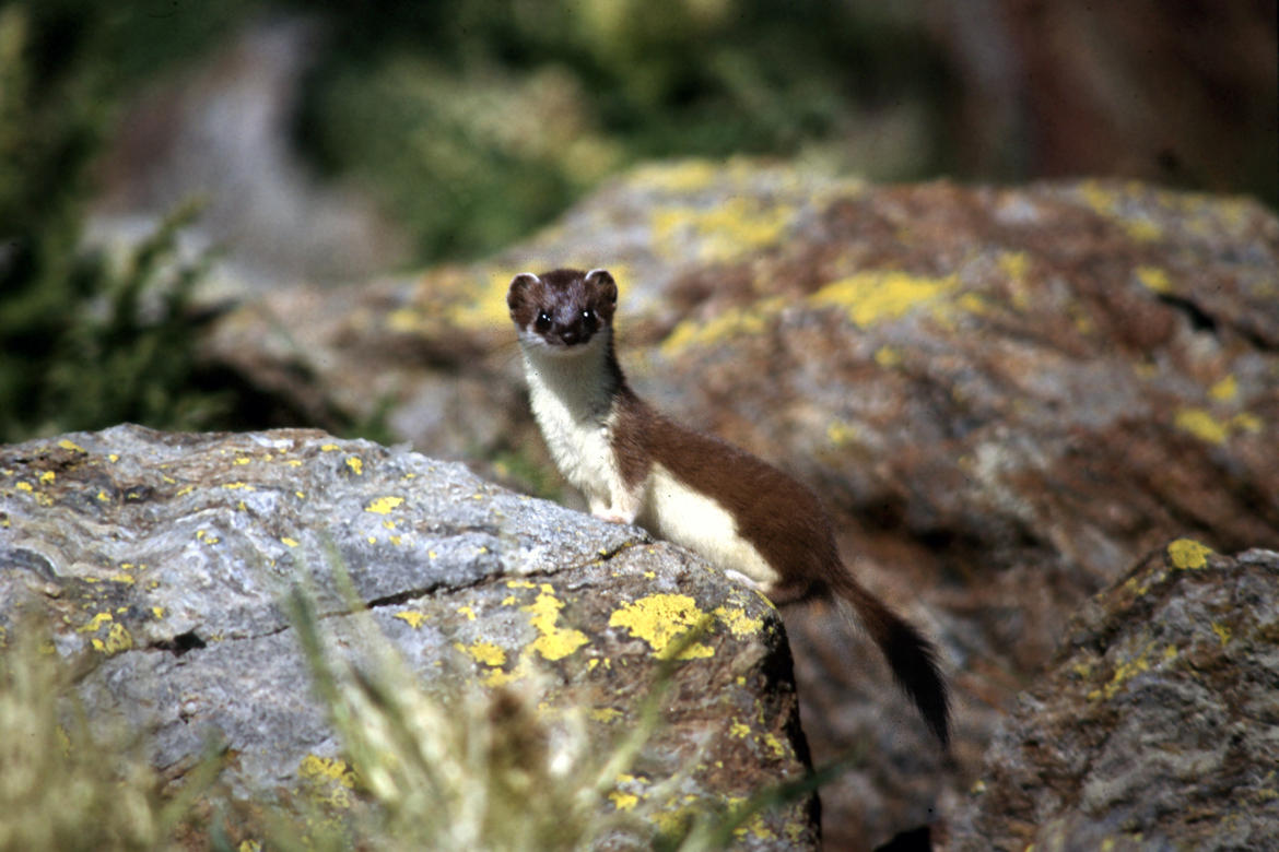 Centro di recupero per animali selvatici, dall"1 gennaio la riorganizzazione