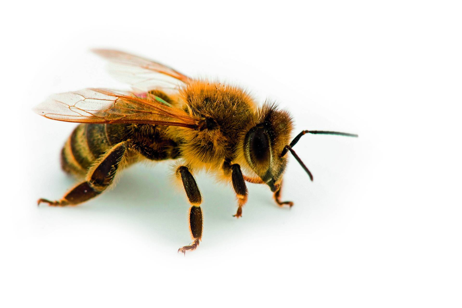 Api, ecco il protocollo d"intesa per le buone pratiche agricole