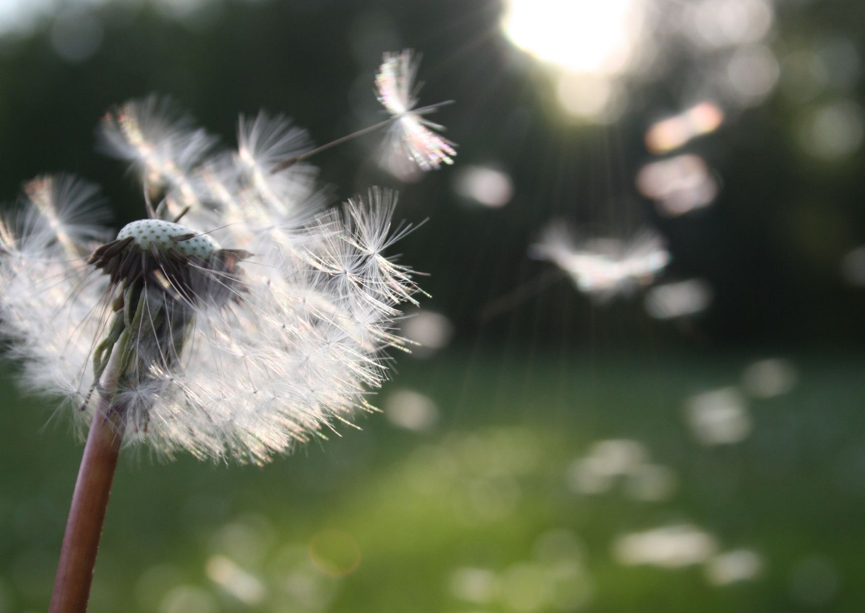 Vento forte: fino a 80 km/h in quota