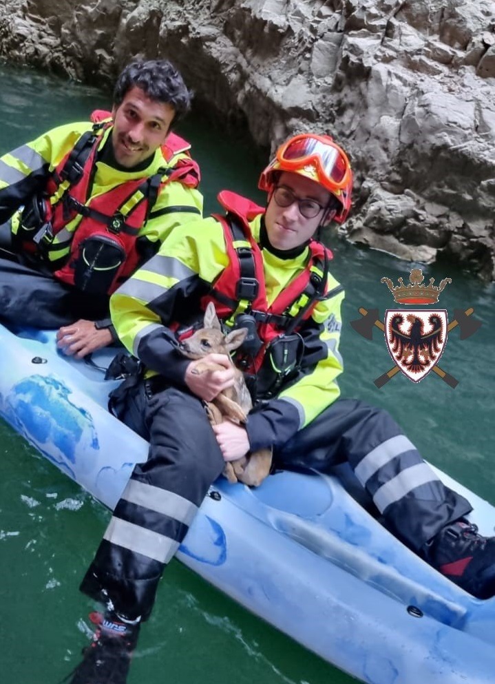 Un piccolo capriolo salvato dalle acque