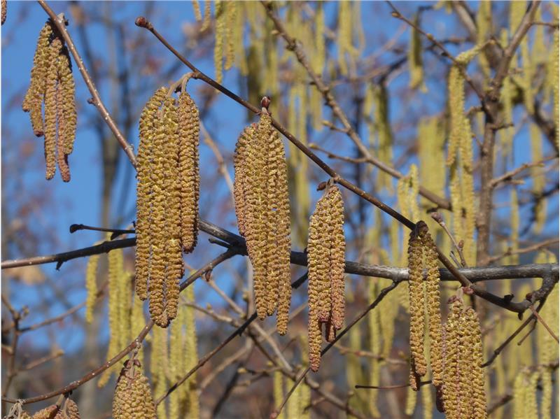 Pollini in anticipo di un mese