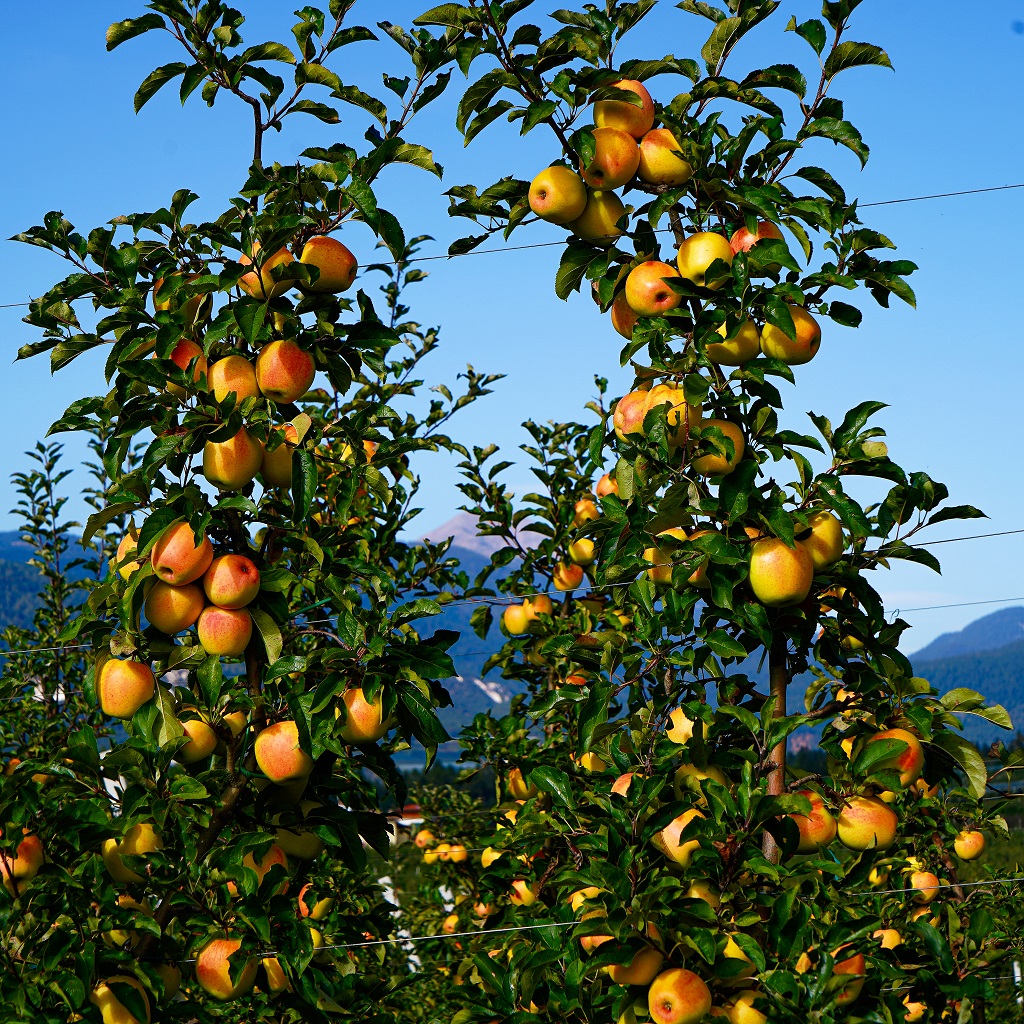 Assomela: buon andamento a dicembre