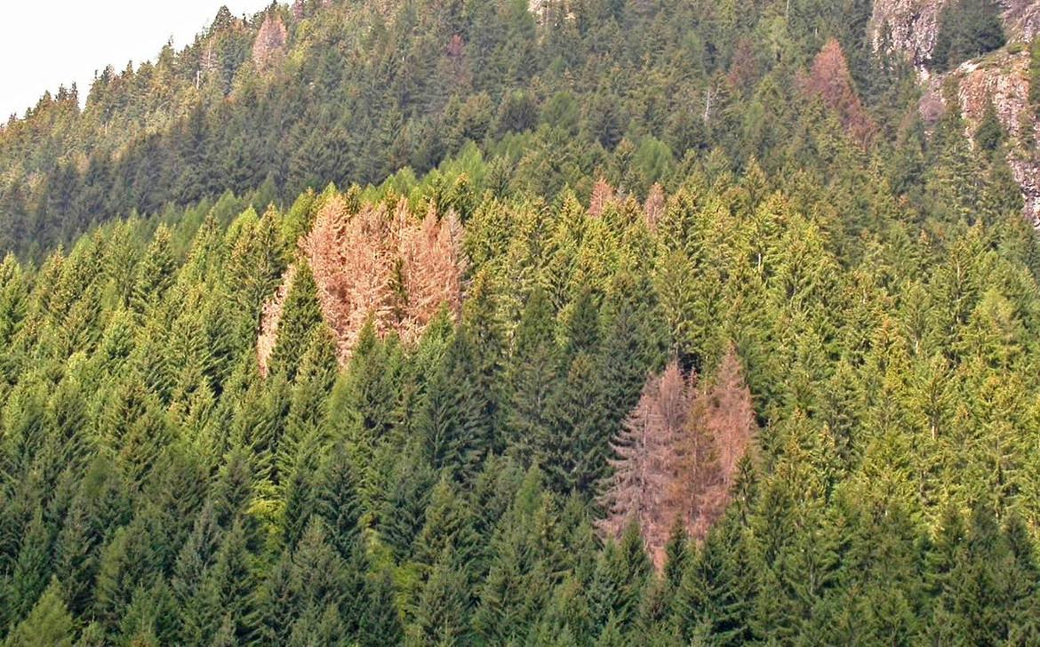 Anche in Val di Sole &egrave; allarme bostrico