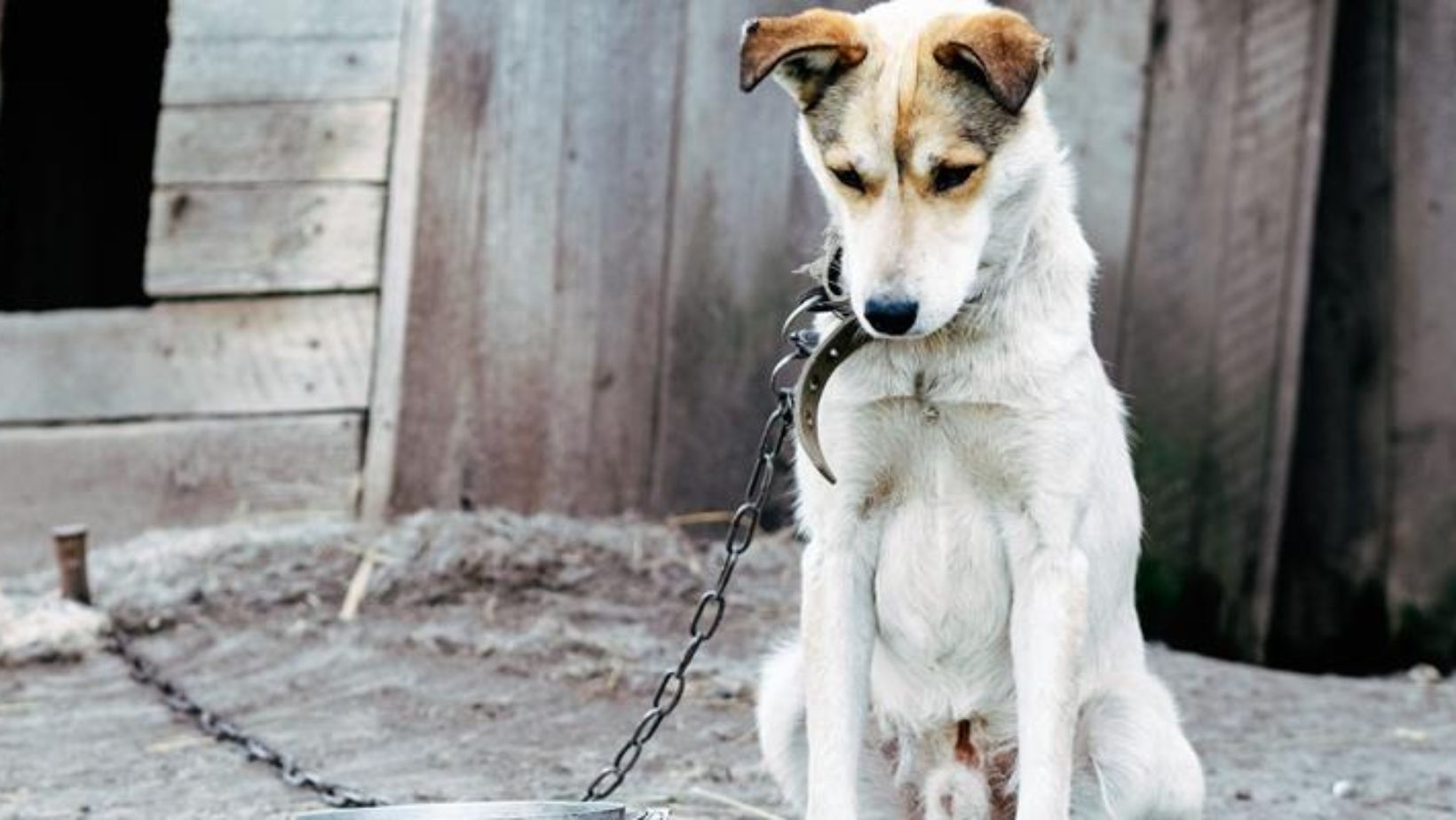 In Trentino basta cani incatenati. Soddisfazione dalle associazioni animaliste