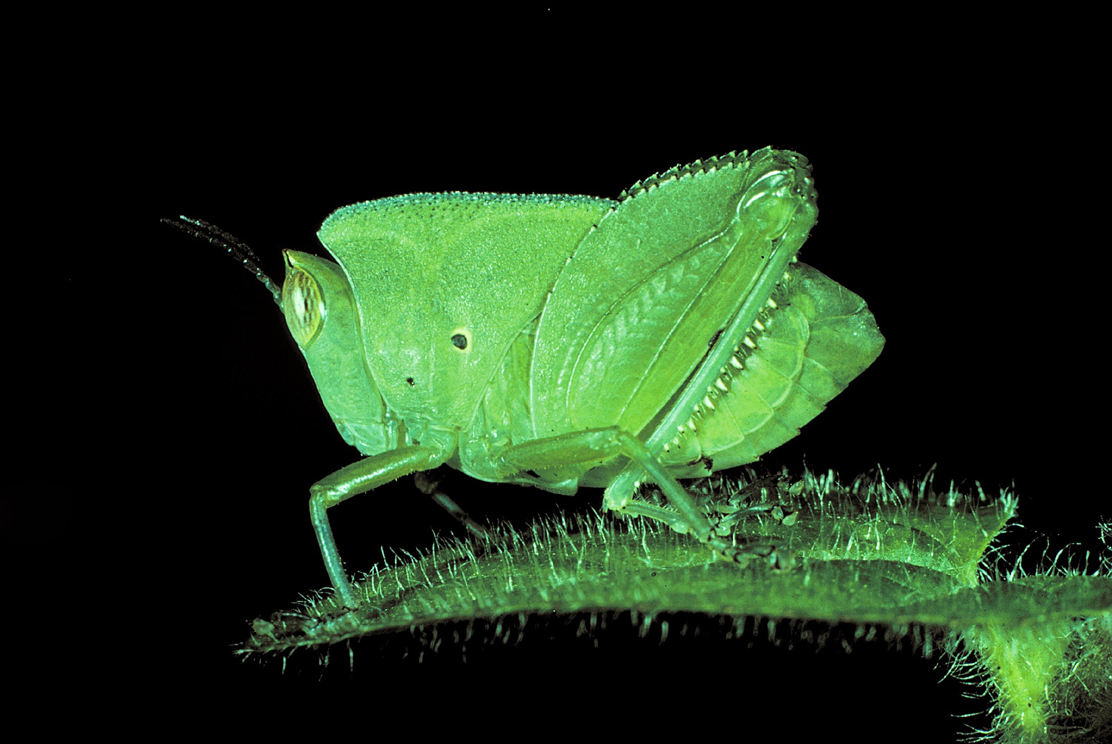 Un progetto per la biodiversit&agrave;  tropicale in Tanzania