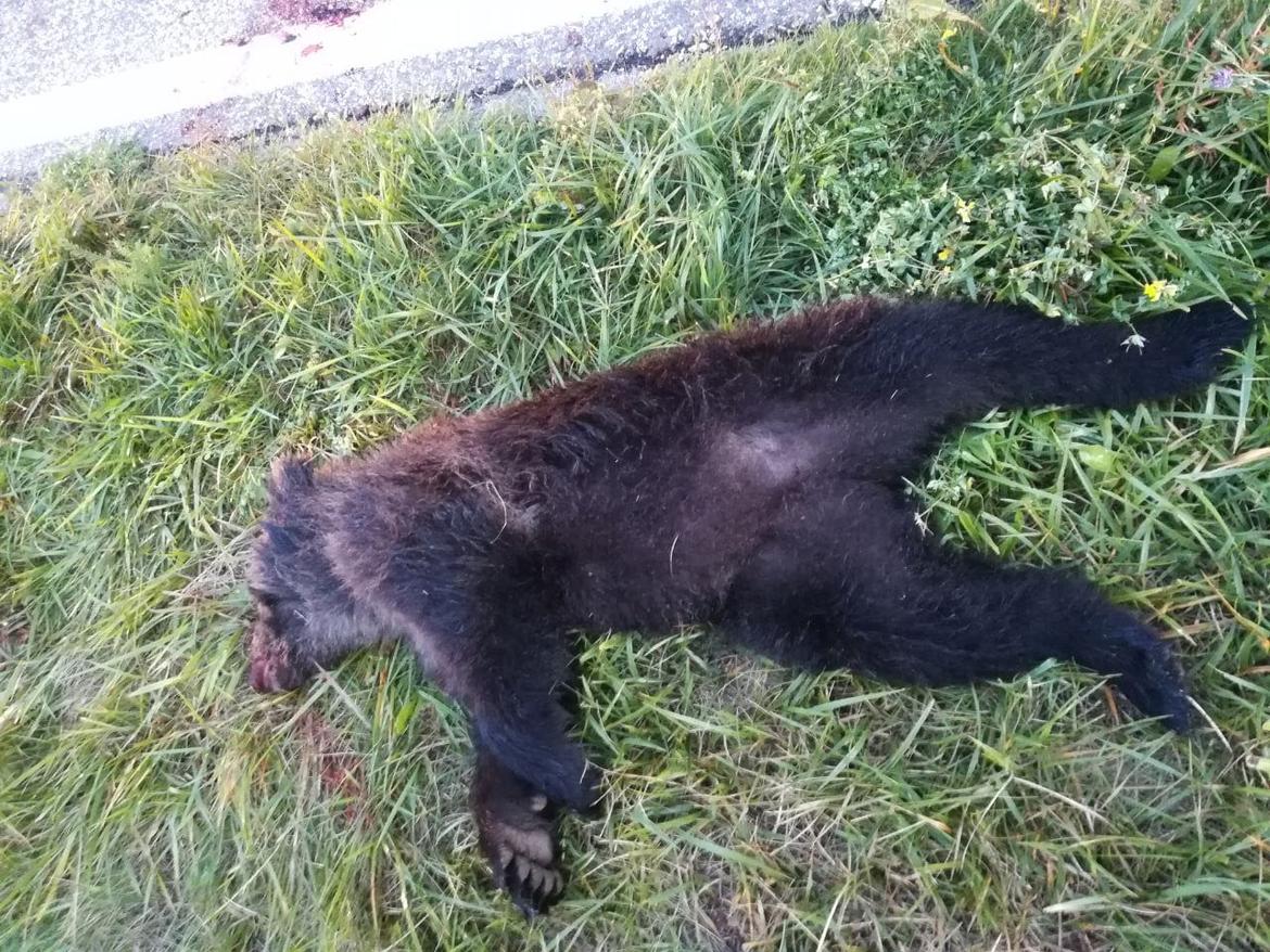 Cucciolo d"orso investito mortalmente poco sotto Vermiglio