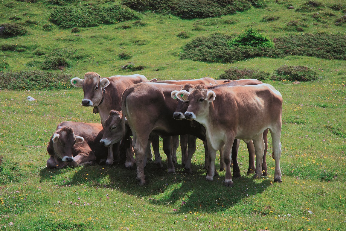 Aumento dei costi: il grido d'allarme degli allevatori