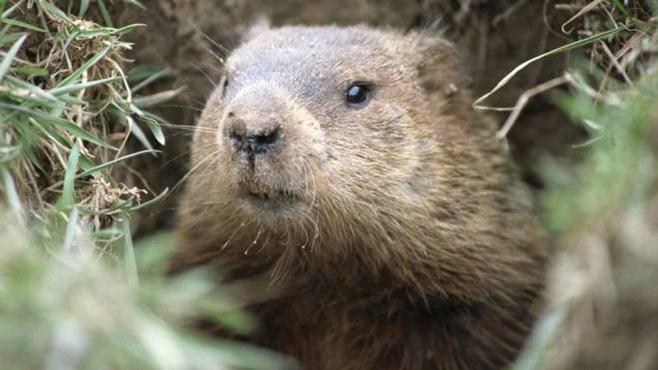 Che tempo fa oggi? Il giorno della candelora