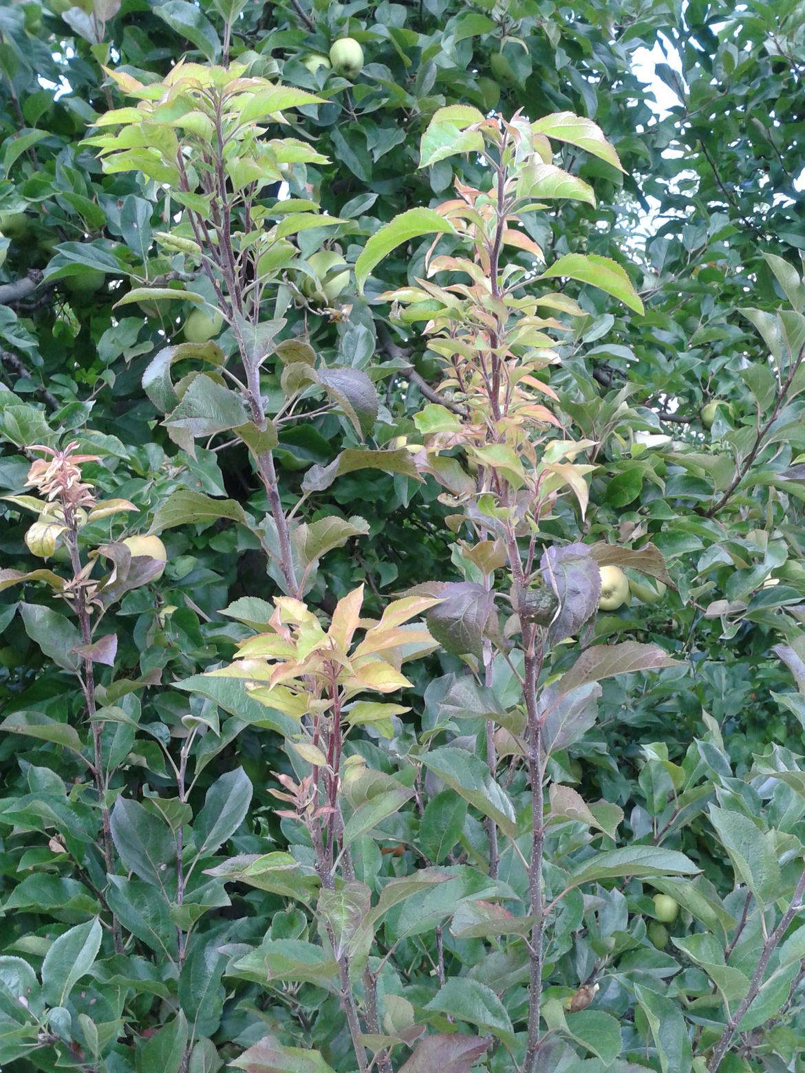 Scopazzi del melo, Piano provinciale per il contenimento della malattia