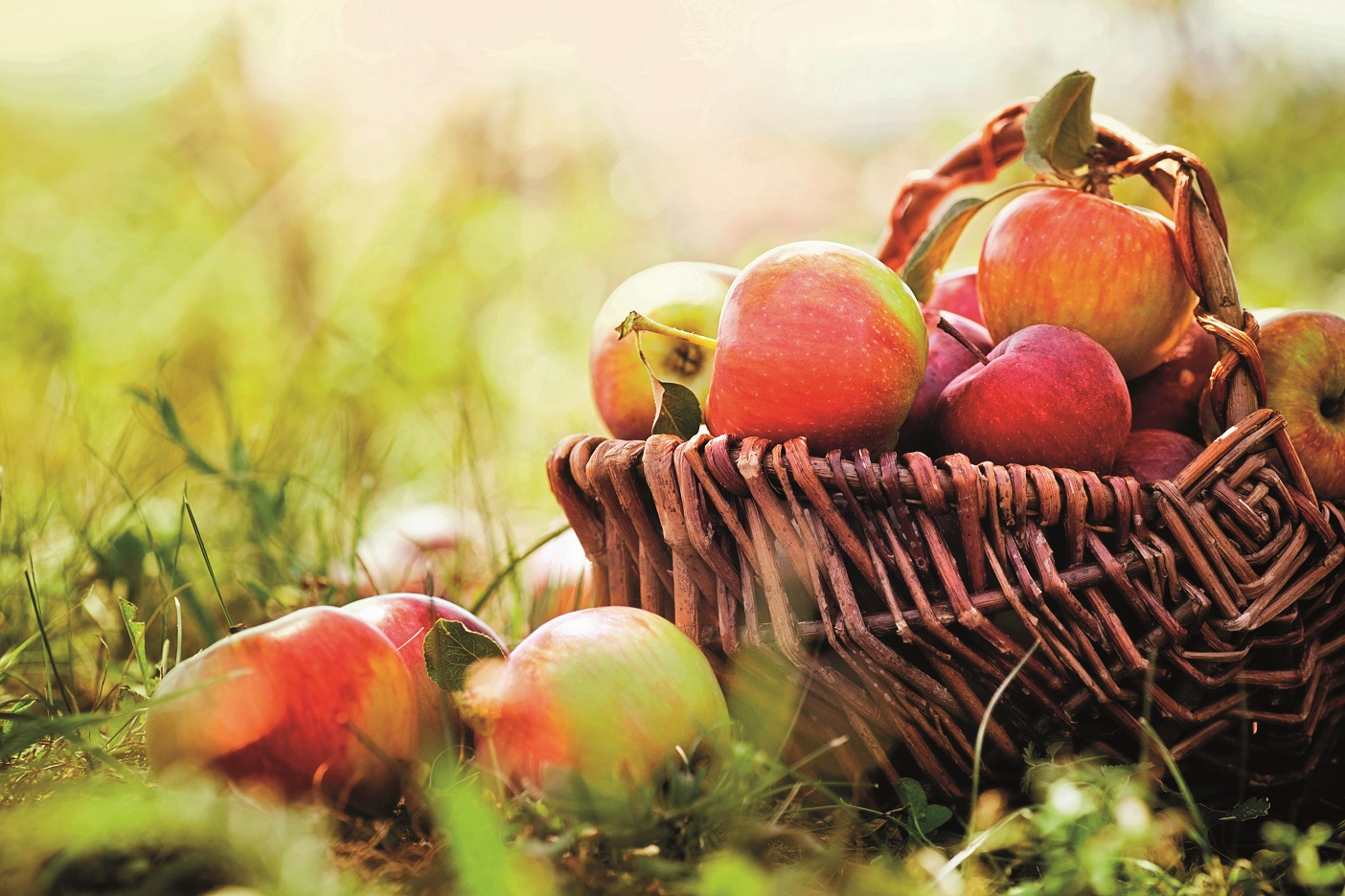 Mele, vendite stabili nel mese di gennaio