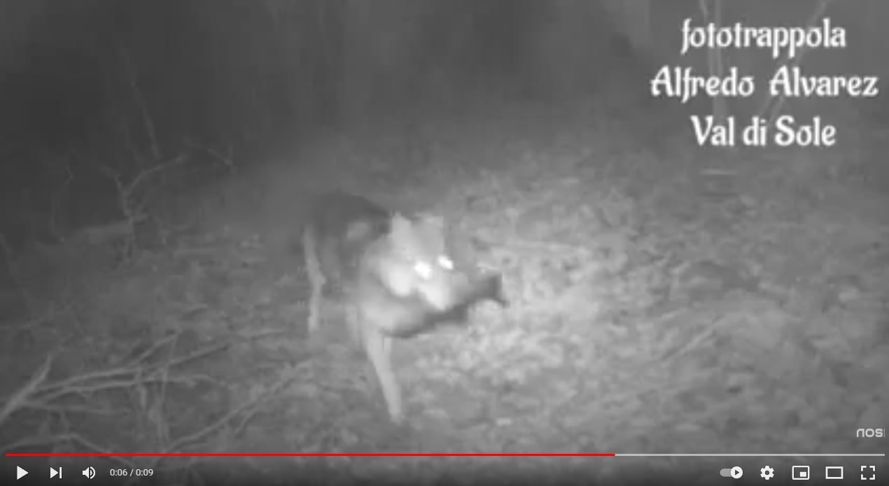 (VIDEO) Il lupo pescatore