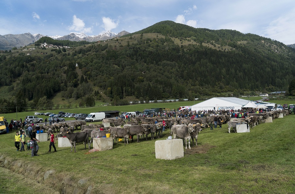 In Val di Pejo &egrave; tempo della Festa dell"Agricoltura