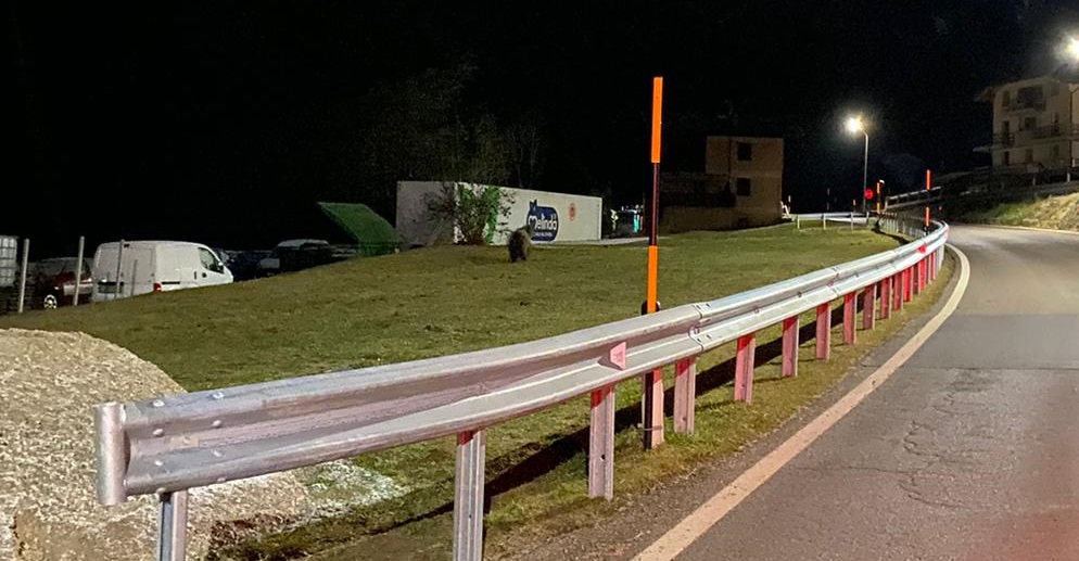 Orsi in fuga a Magras