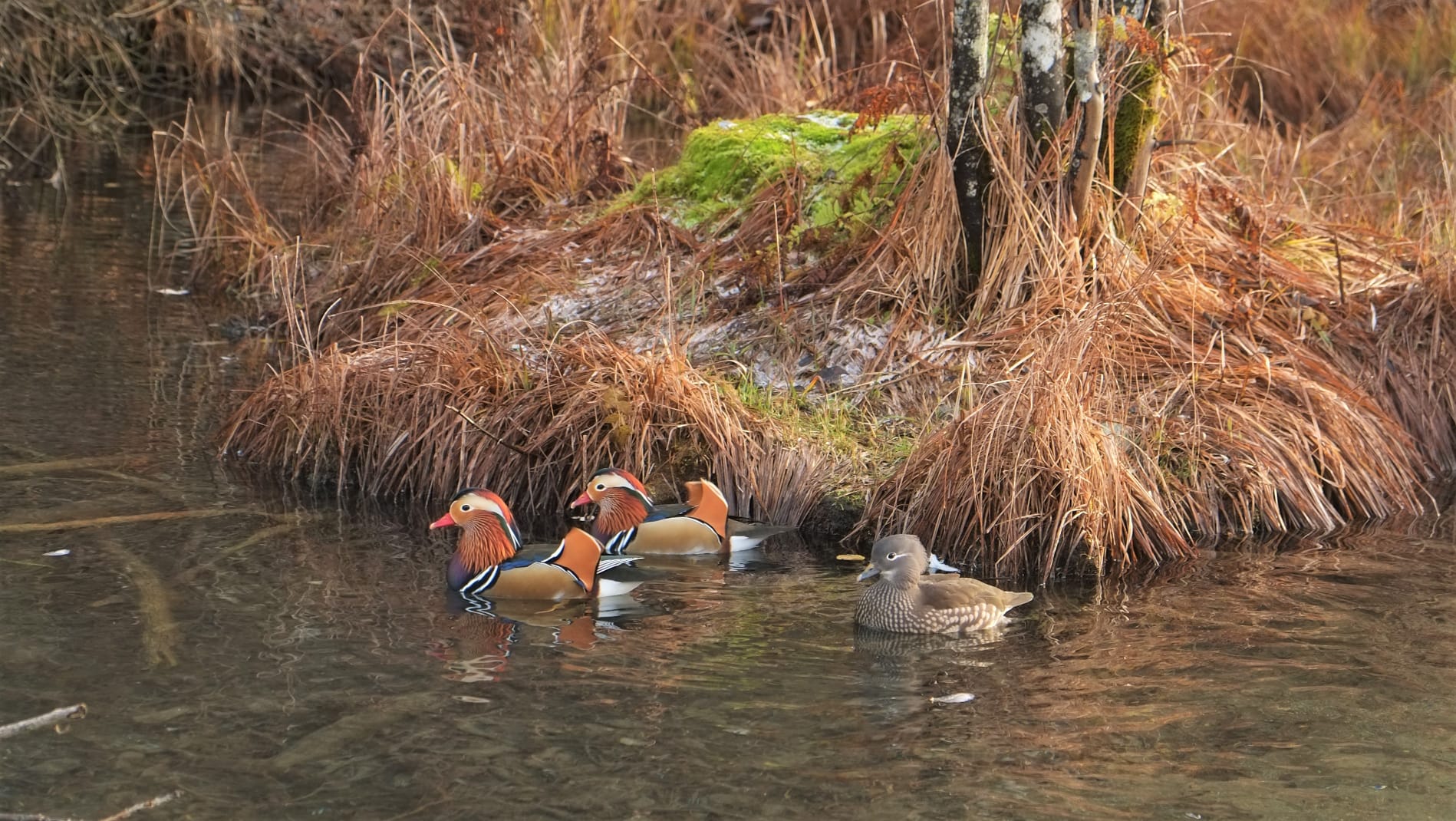 Le mandarine svernano in Val di Sole
