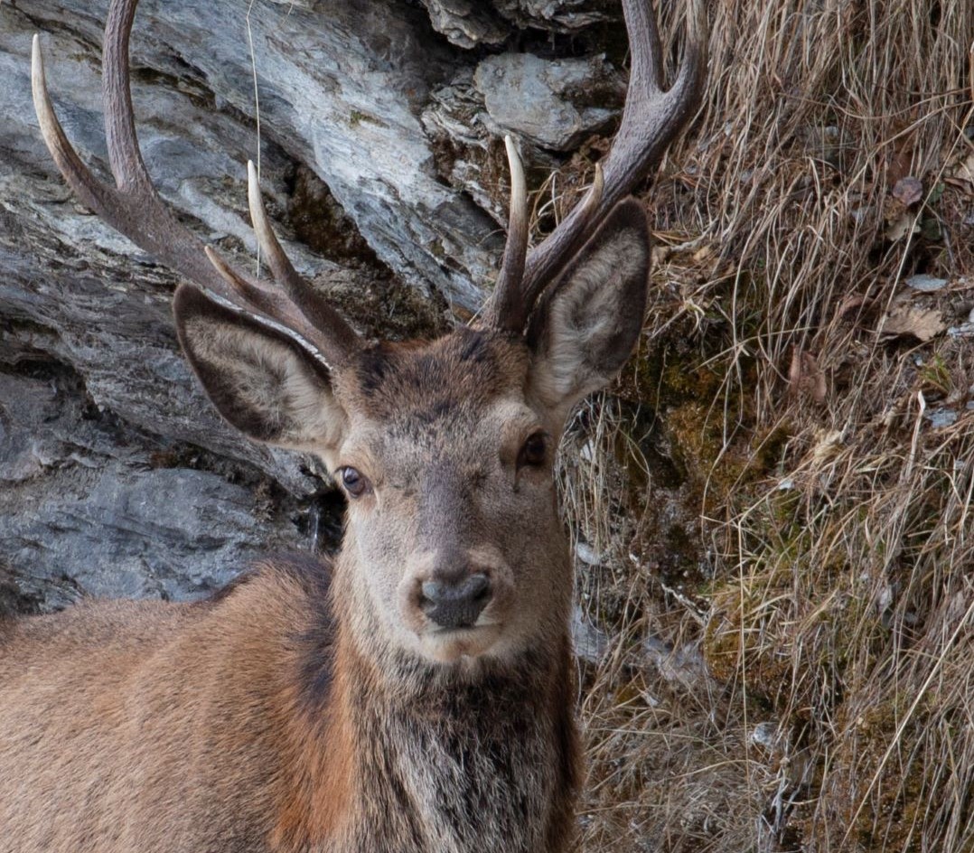 Parco dello Stelvio, presto al via la caccia al cervo nel settore trentino