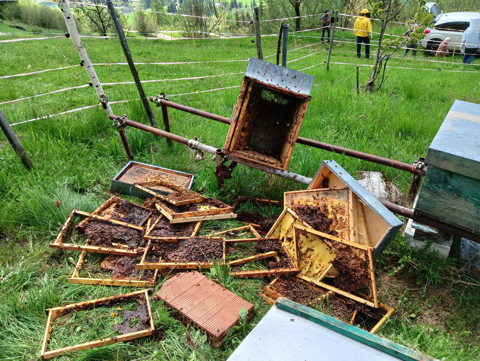 Assalto ursino, apiario distrutto