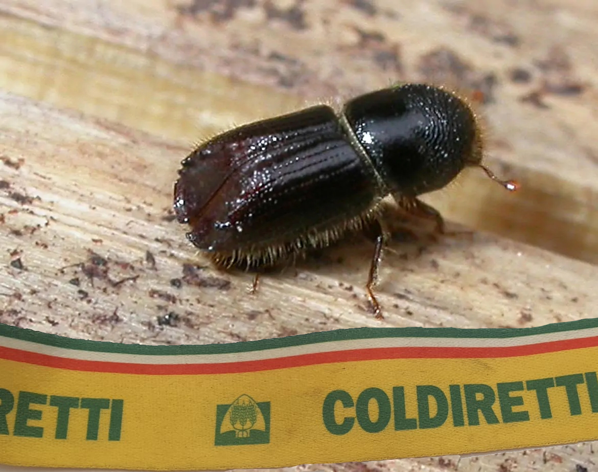 Coldiretti, insetto killer su 14 mln alberi, sos boschi