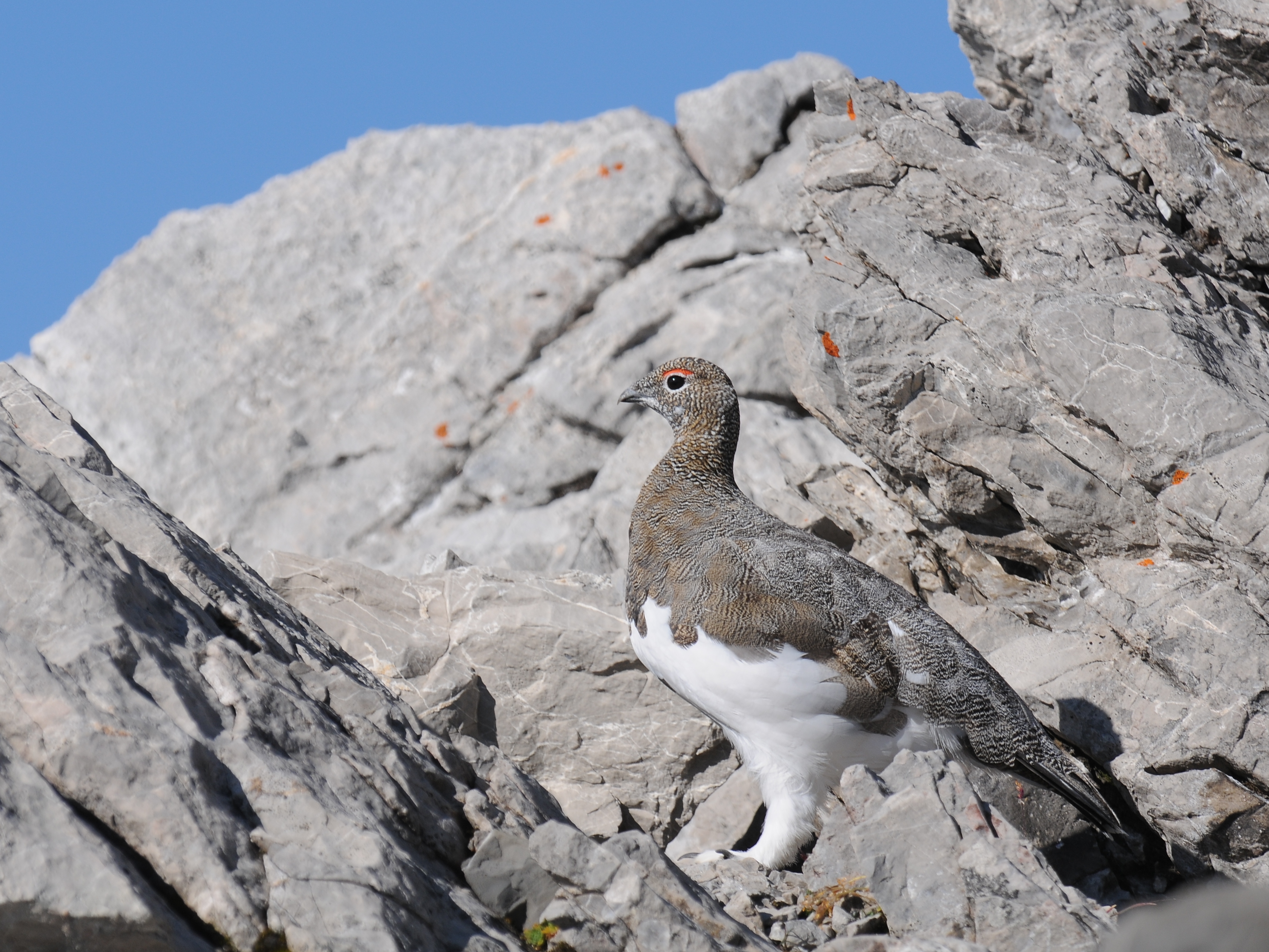 Il Carnevale del Muse &egrave; con gli strani scherzi di natura